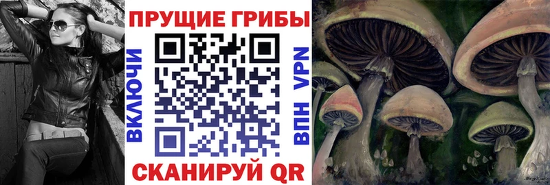 Псилоцибиновые грибы Cubensis  Мглин 